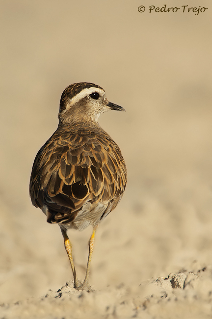 Chorlito carambolo (Charadrius morinellus)